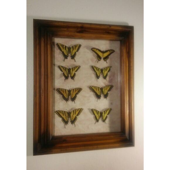 Butterfly Mounts - in 21 x 17" frame